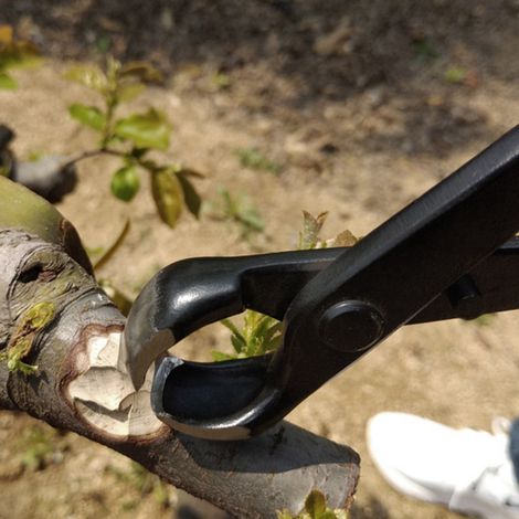 185 mm Kugel-Astschneider, kleine Bonsai-Schere, Zange, Werkzeug für Garten-Topfpflanzen (1/5)