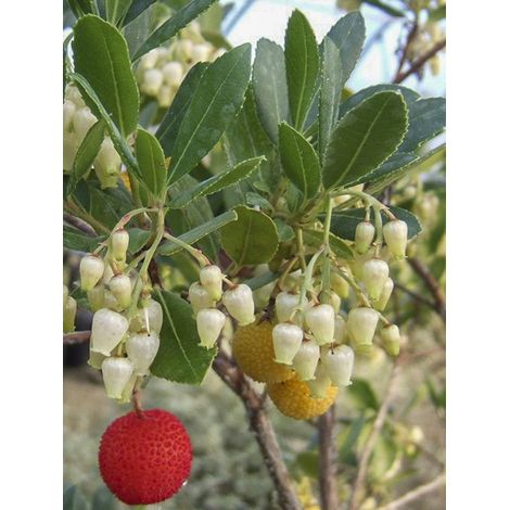 Arbousier, Arbre à fraises 'Atlantic' Godet de 8/9 cm (1/2)