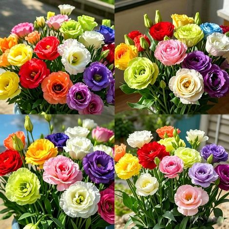 5000 graines de fleurs d’Eustoma (Lisianthus) couleurs assorties - Variétés florales vives pour jardin, parterres et pots, floraison abondante garantie (1/5)