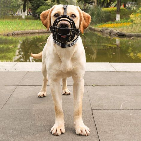 Muselière pour Chien, Museau, Muselière Panier pour Petits, Moyens Et Grands Chiens avec Sangles Réglables (M,Noir)