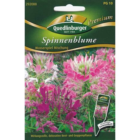 Quedlinburger Spinnenblume Wasserspiel Mischung - Blumensamen (1/2)