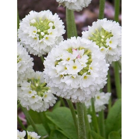 Primevère denticulée 'Alba' Godet de 8/9 cm (1/4)