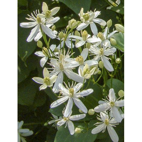Clématite odorante 'Mandshurica' Pot de 2L/3L