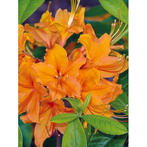 Azalée japonaise 'Orange Beauty' Pot de 2L/3L (1/2)