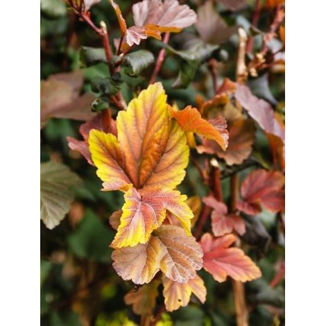 Physocarpe 'Magic Ball' Pot de 3L/4L (1/2)