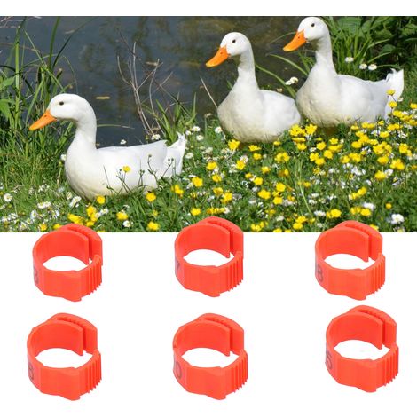 Nummerierte offene Ringe für Hühner-, Enten- und Gänseschenkel (01-100) - Farbig gravierte Geflügelschenkelringe (1/5)