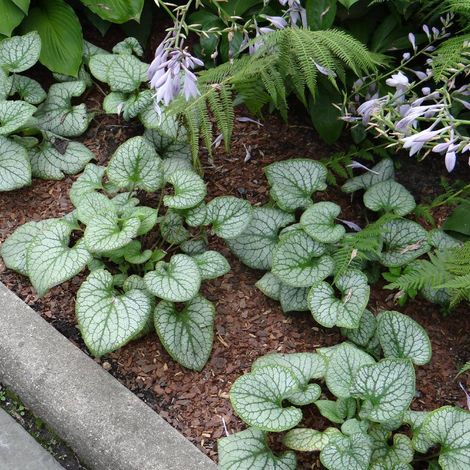 Myosotis du Caucase Silver Heart® | Conditionnement: Lot de 5 godets (1/5)