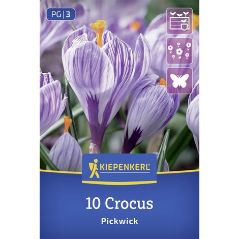 Kiepenkerl Großblumiger Krokus Pickwick lila 10 Stück Zwiebeln (1/2)