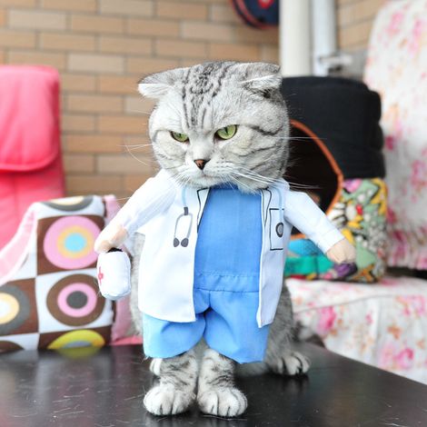 Vêtement pour animal de compagnie. Tenue de type médical (vétérinaire). Convient aux chats. Taille S. (1/3)