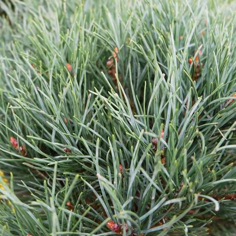 Pin sylvestre Watereri - Pinus sylvestris Watereri 30/35cm Pot 12L (1/4)
