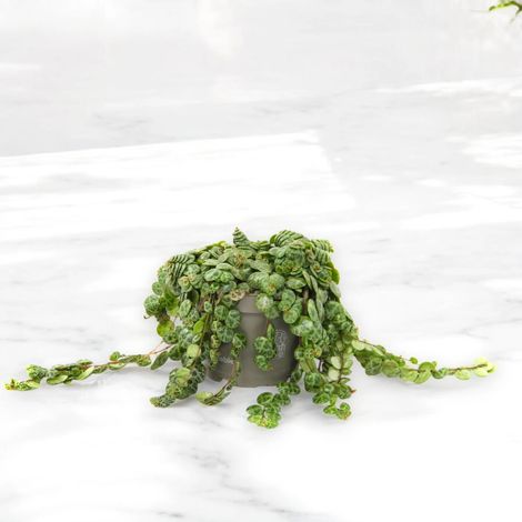 Gardenaria Peperomia prostrata - Pianta da interno ornamentale - Altezza: 30 cm (vaso 14) (1/5)