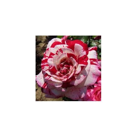 Rosier Barni Rock & Roll buisson remontant bicolore ornemental