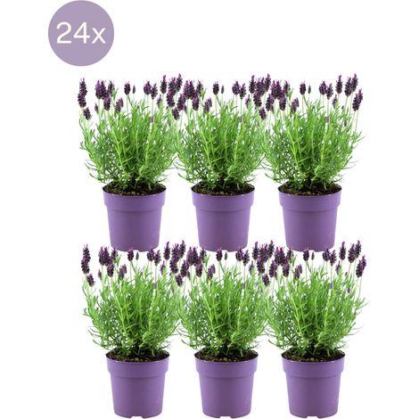 Lavande Papillon Anouk Lavandula stoechas Lot de 24 Plantes Parfumées Violettes Ø12 cm H25 cm - PANGIVO