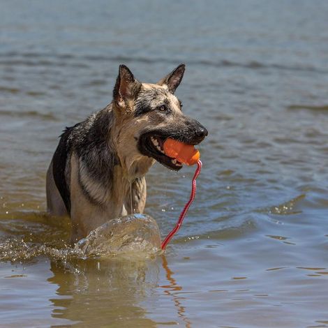 Floating Toy for Water Retrieval, Play, Exercise & More - Natural Rubber Dog Toy with Foam Interior & Rope for Farther Throwing - Orange, for Large Dogs