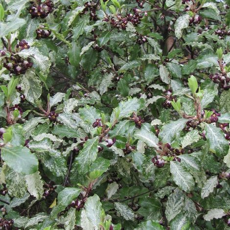 Pittosporum Irene Patterson, Pittospore/Pot de 3L - 20/40 cm