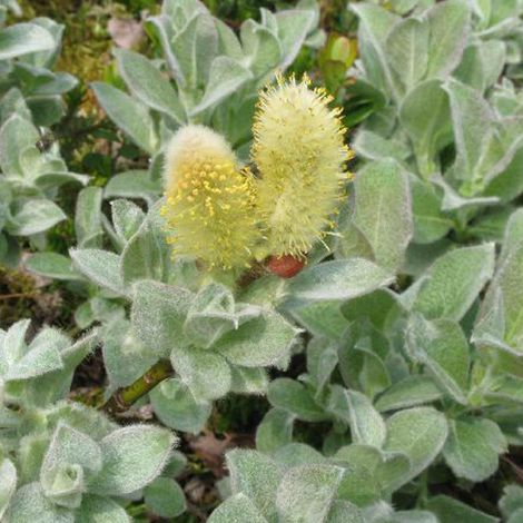 Saule - Salix lanata - 25-30 cm pot (1/5)