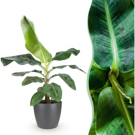 Bananier Musa acuminata Dwarf Cavendish - Plante d'Intérieur Tropicale - Pot Gris 21 cm - 70-75 cm - PANGIVO (1/5)