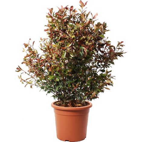 Photinia Fraseri Robusta Compacta - Piante Vere da Esterno Resistenti - Pianta da Siepe Ornamentale per Giardino - H 125-150 cm Vaso Ø 30 cm