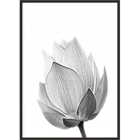Bild Poster im Rahmen 43x33 cm Blume P1147 (1/4)
