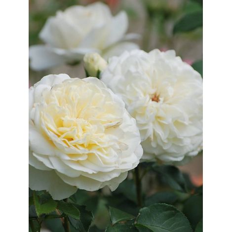 Rosier anglais 'Tranquillity' Pot de 4L/5L