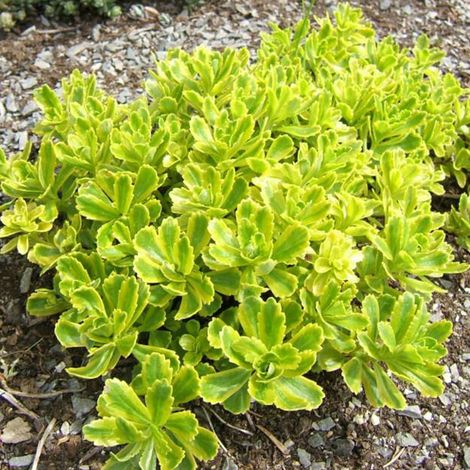 4 x Orpin du Kamtchatka - Sedum kamtschaticum  - godet 9x9 cm