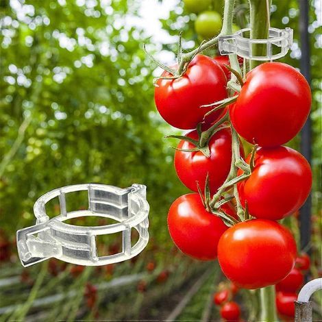 Lot de 100 clips de support pour plantes. clips de treillis en plastique. pour légumes et tomates. (1/5)