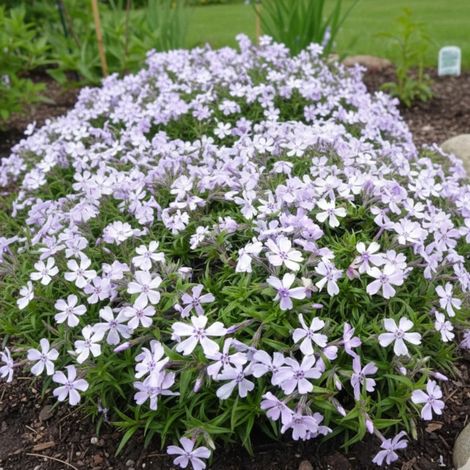 Phlox nain Benita, Phlox mousse/Lot de 9 godets