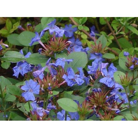 CERATOSTIGMA PLUMBAGINOIDES VASO 10CM