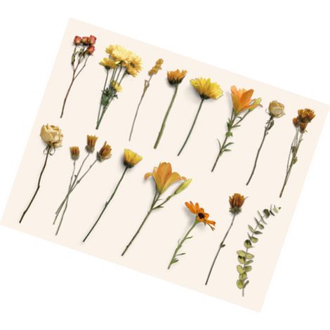 Pack d'autocollants Mu Ran : Collection Douce Bonheur, Autocollants botaniques rétro pour la décoration de carnets, 30 feuilles, Coucher de soleil orange (1/5)