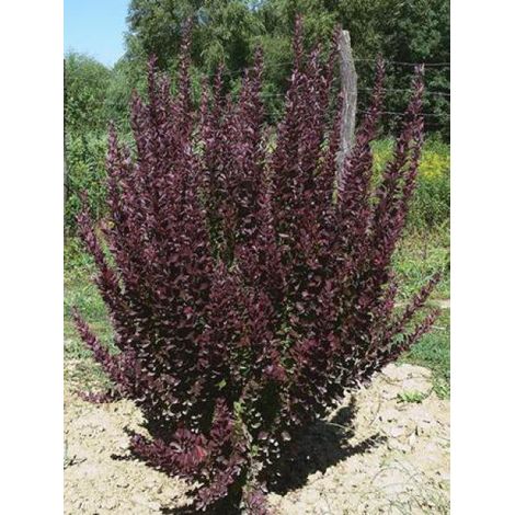 Épine-vinette de Thunberg 'Red Rocket' Pot de 2L/3L (1/3)