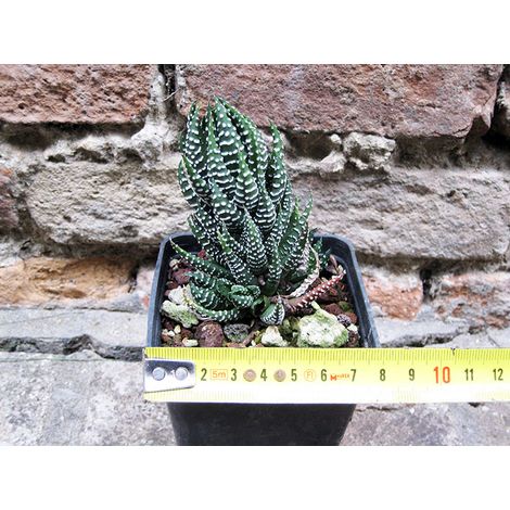 Haworthia reinwardtii caespitosa 6 cm, cactus, pianta grassa