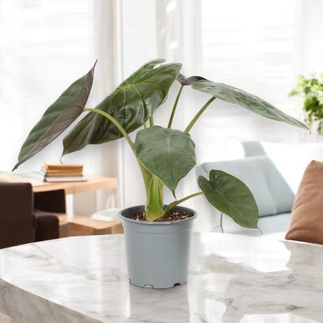 Gardenaria Alocasia 'Wentii' - Pianta da interno ornamentale - Altezza: 70 cm (vaso 19)