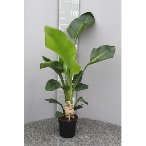 Strelitzia Nicolai Oiseau du Paradis Géant Plante Verte d'Intérieur Pot Ø17cm ↕70cm - PANGIVO