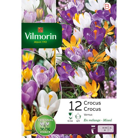 Vilmorin Crocus Grande Fleur En Mélange (x12) (1/2)