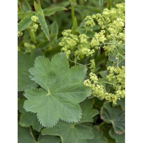 Alchemille 'Gold Strike' Godet de 8/9 cm (1/2)