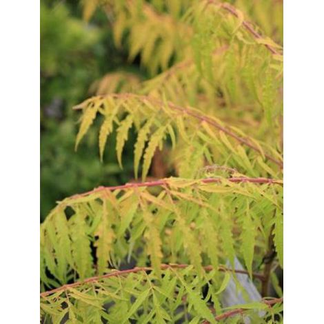 Sumac de Virginie Tiger Eyes® 'Bailtiger' Pot de 3L/4L (1/2)