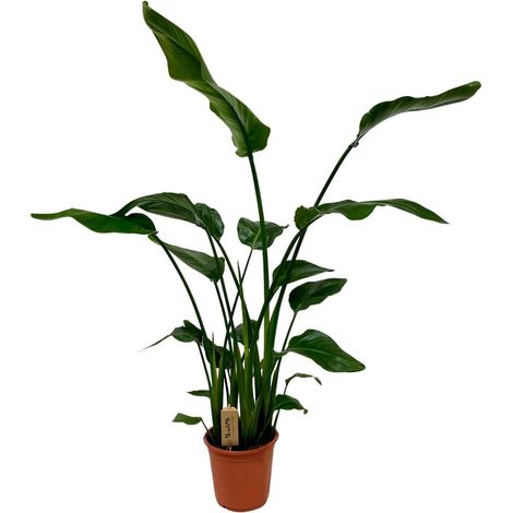 Strelitzia Nicolai Plante d’Intérieur Feuillage Tropical Grand Format Pot 21 cm Hauteur 120 cm - PANGIVO
