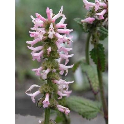 Stachys monnieri 'Rosea' Godet de 8/9 cm (1/2)