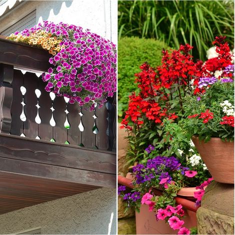 Semillas Mezcla de Flores Terrazas y Balcones. 50 Gramos