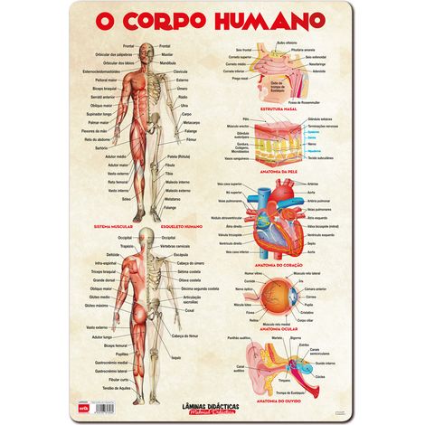 Lamina didactica portugues o corpo humano (Portugiesisches didaktisches Poster über den menschlichen Körper)
