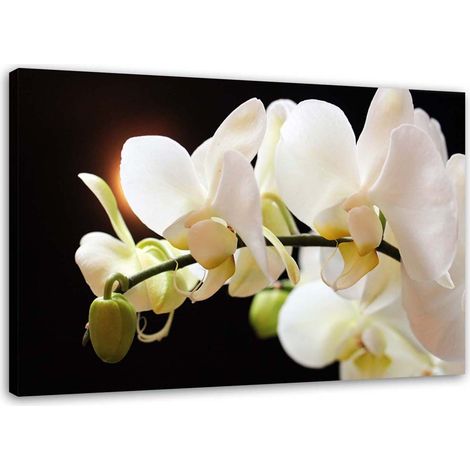Tableau sur toile Orchidée blanche Fleur Nature 100x70 (1/5)