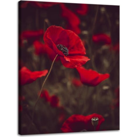 Stampa su tela "Botanica Papaveri Rossi" 30x40 cm