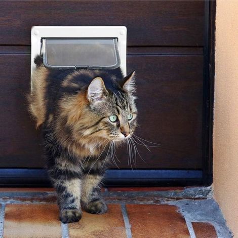 Chatière 4 positions verrouillable avec tunnel – installation facile pour chats et petits chiens (1/5)