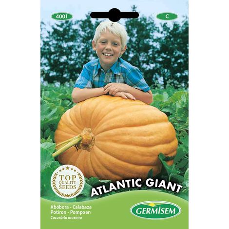 graines Potiron ATLANTIC GIANT
