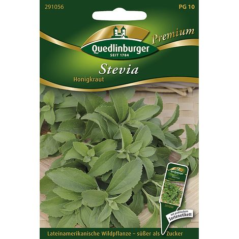 Quedlinburger Saatgut – Stevia (herbe douce) – Graines d'herbes aromatiques, annuelle, hauteur env. 100 cm