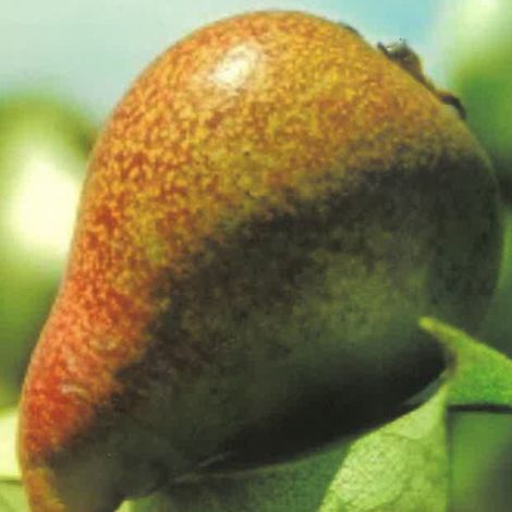 PIANTA DA FRUTTO PERO CANNELLA in vaso 20 età 2/3 anni (foto reali)