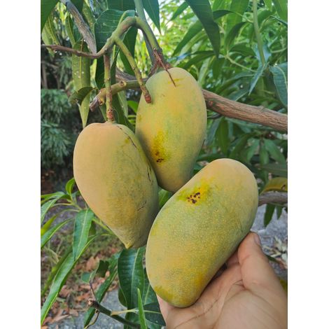 Pianta di Mango Mallika – Varietà Tropicale dai Frutti Dolci e Aromatici (1/5)