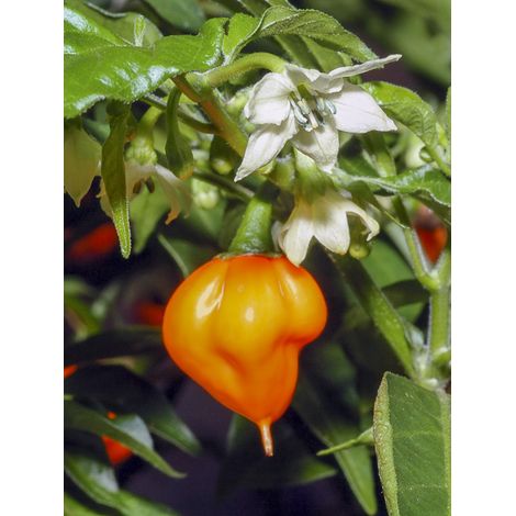 Piment antillais 'Habanero' le sachet de 40 graines (0,2g)