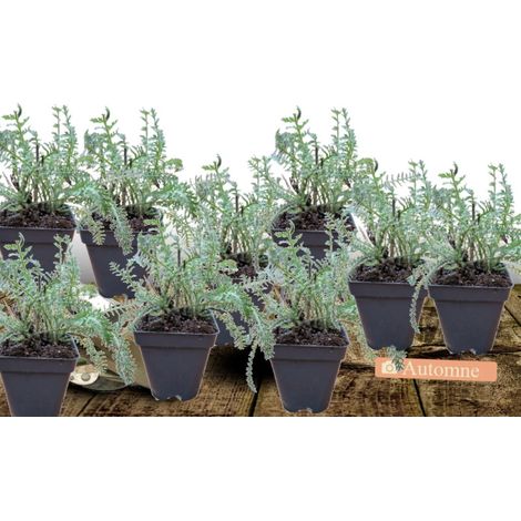 Achillée à cheveux dorés Grandiflora/Lot de 9 godets (1/4)