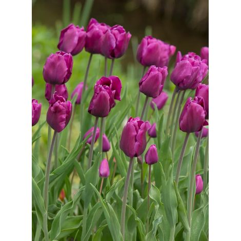bulbi TULIPANI PURPLE RAIN 11/12